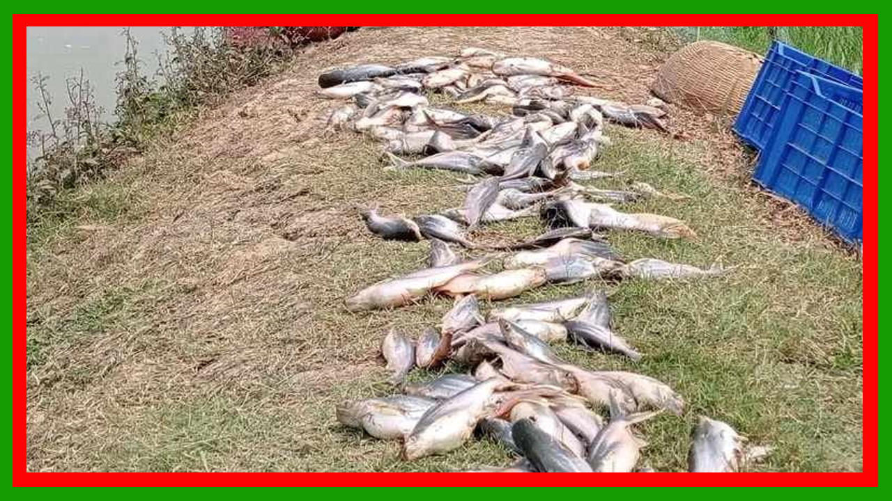 কালাইয়ে রাস্তার বিরোধের জেরে পুকুরে বিষ : পাঁচ লাখ টাকার মাছ নিধনের অভিযোগ