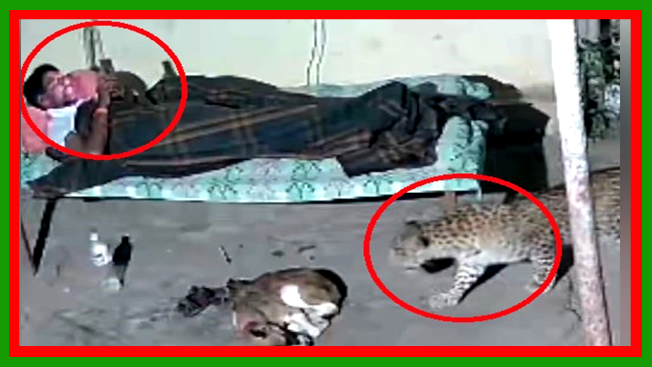 সিসি ক্যামেরায় ধরা পড়লো বিছানায় শুয়ে ফোন দেখছিলেন যুবক, তখনই হাজির চিতাবাঘ