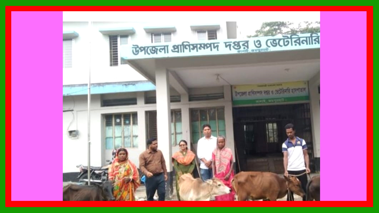 জয়পুরহাটের কালাইয়ে সুফল ভোগীদের মাঝে ষাঁড় বিতরণ