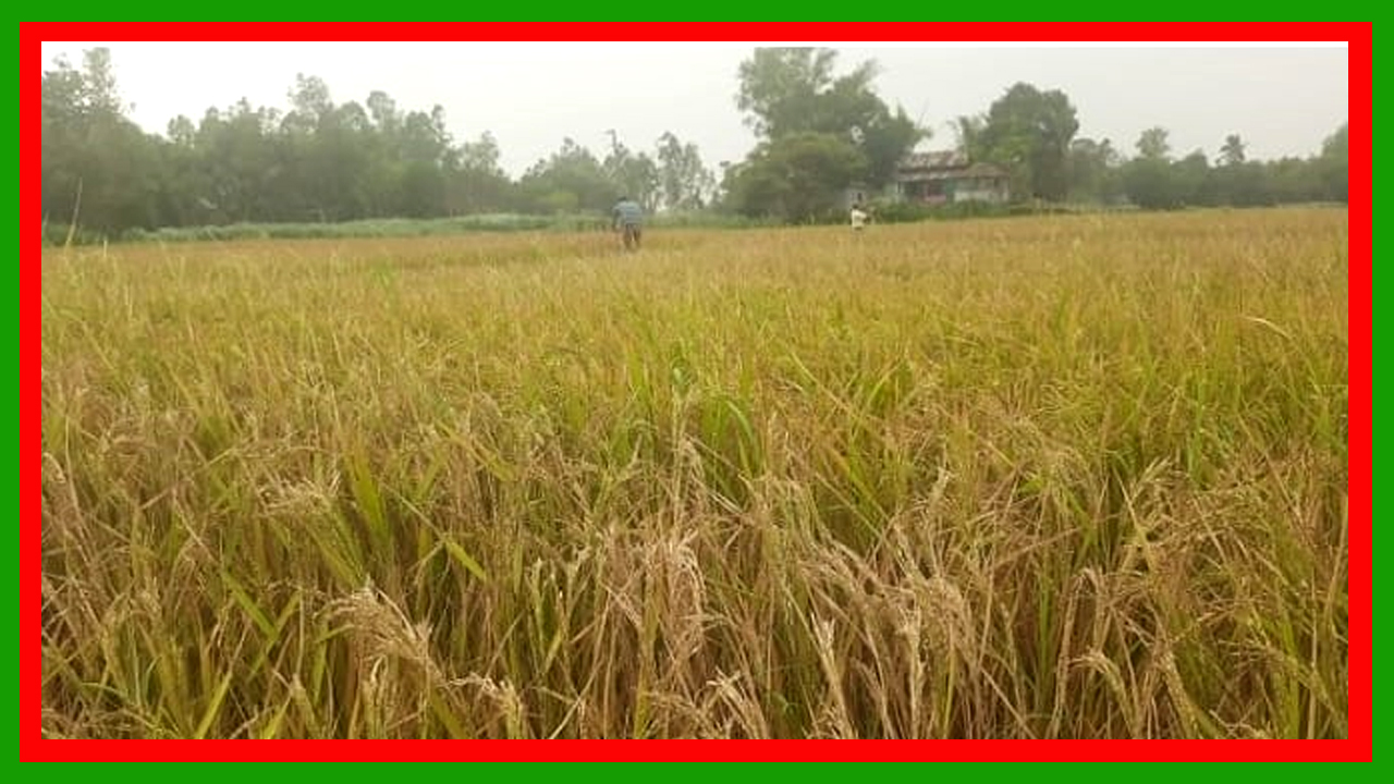 মির্জাপুরে ইটভাটার বিষাক্ত গ্যাসে ১৫ একর জমির ধান নষ্ট