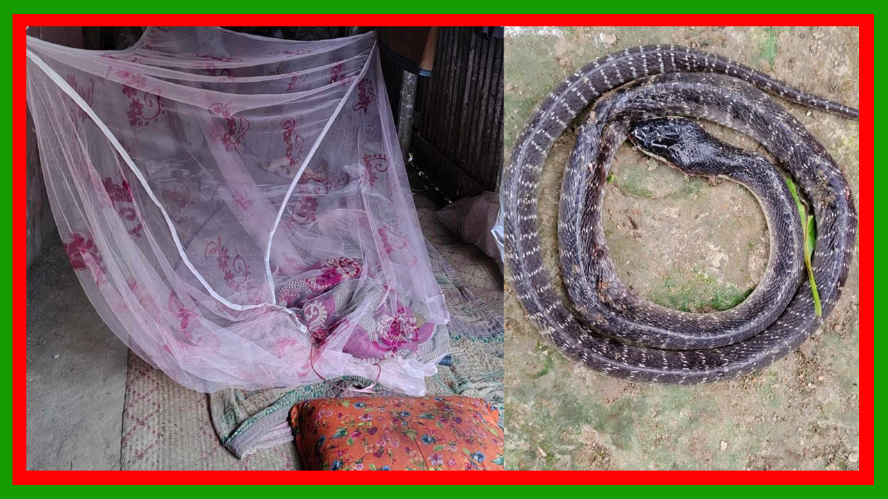 গাজীপুরের শ্রীপুরে সাপের কামড়ে ১ বৃদ্ধের মৃত্যু