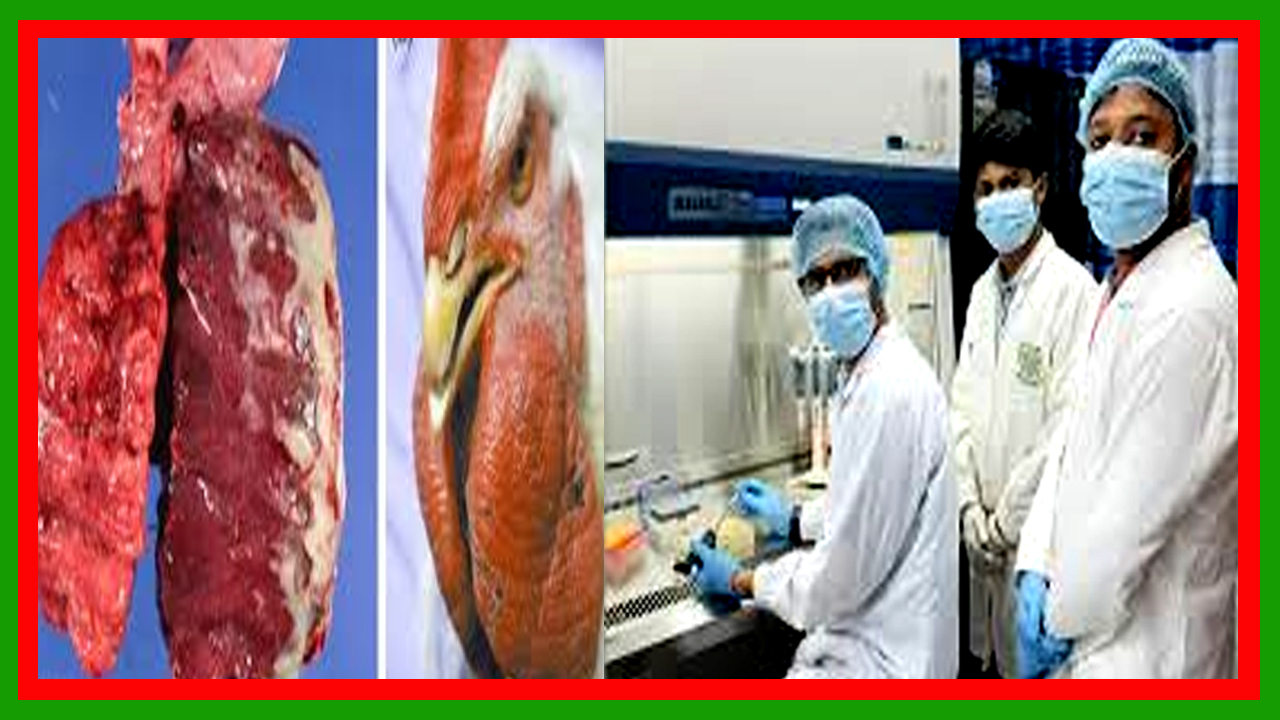 বাংলাদেশে প্রথমবারের মতো ‘Genotype IIIb’ টাইপের চিকেন অ্যানিমিয়া ভাইরাস (Chicken anemia virus) শনাক্ত