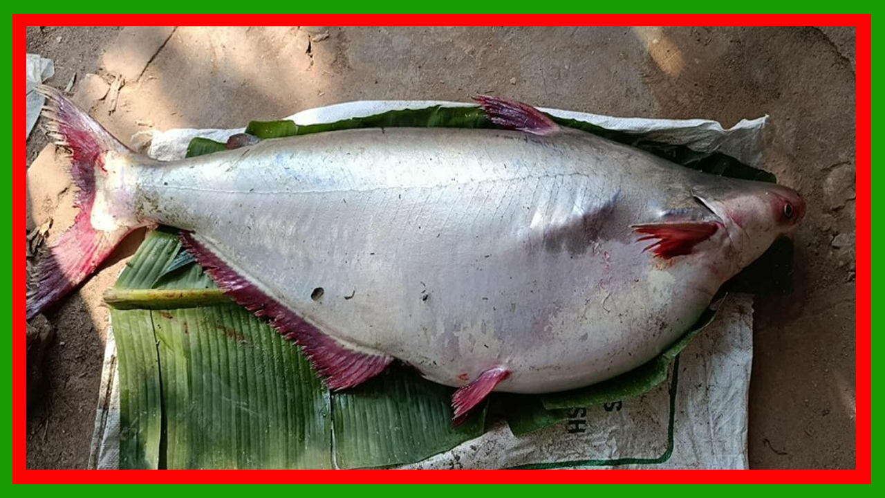 পটুয়াখালীর দুমকি উপজেলার পায়রা নদীতে ১৮ কেজির বিশাল পাঙ্গাস ধরা পড়েছে