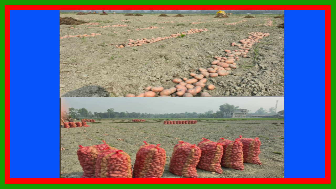 পীরগঞ্জের আলু চাষীদের দূরাবস্থা : দাম না পেয়ে কৃষকের মাথায় বজ্রপাত