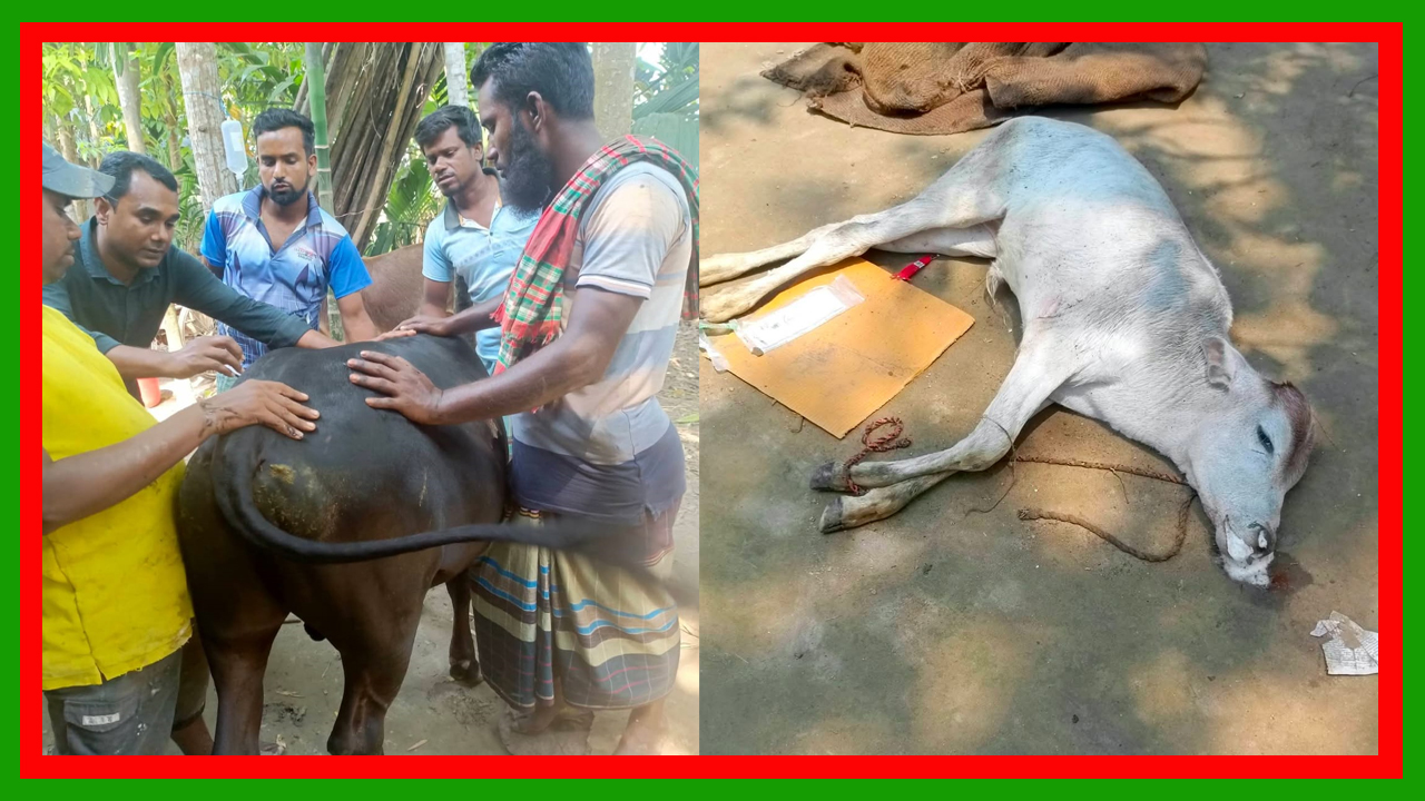 ভুল চিকিৎসায় গরুর মৃত্যু : ভূঁয়া চিকিৎসকের দাপটে গ্রামবাসী সর্বশান্ত